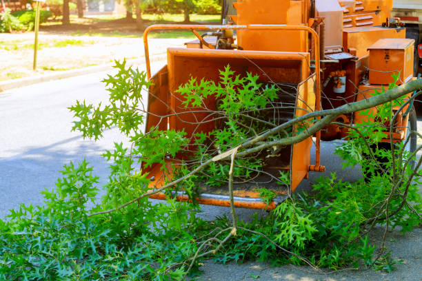 Best Landscape Design and Installation  in Due West, SC