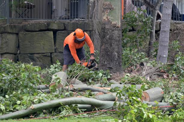 Best Tree Maintenance Programs  in Due West, SC